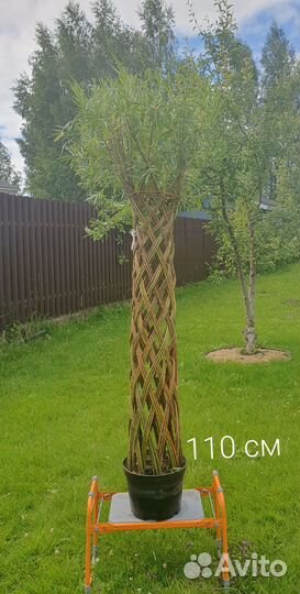 Живое плетеное дерево