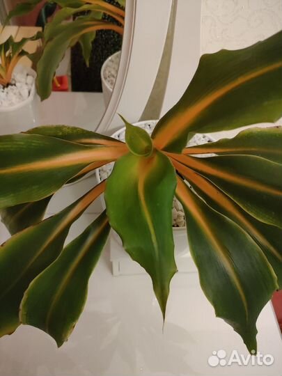 Хлорофитум Грин Оранж. Орхидаструм