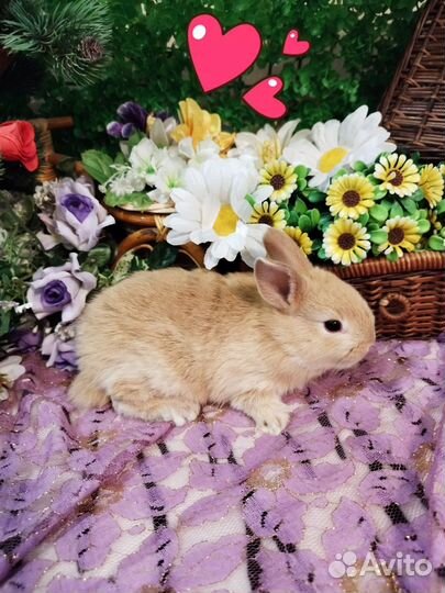 Декоративные кролики. Карликовые мини