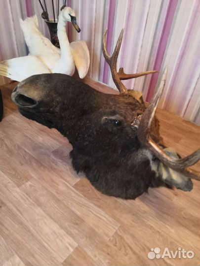 Чучело головы лося