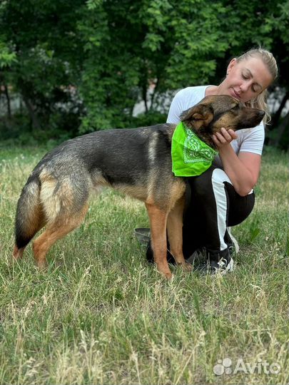 Пёсик Брют мечтает о доме