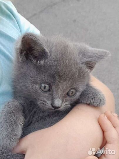 Британские котята