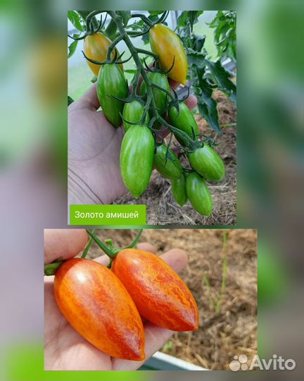 Семена томатов и перца