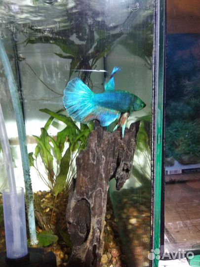 Рыбка Петушок