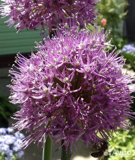 Лук декоративный