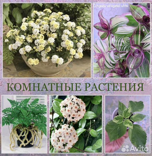 Комнатные цветы