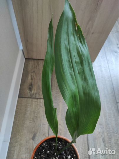 Аспидистра Высокая Элатиор