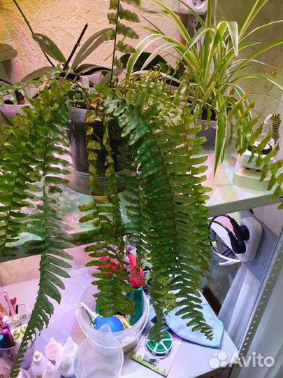 Орхидеи продажа