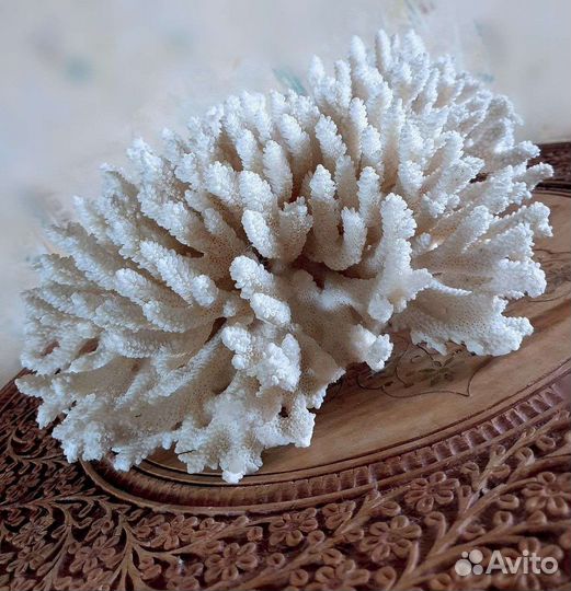 Большой коралл