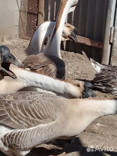 Гуси Большая львиная голова