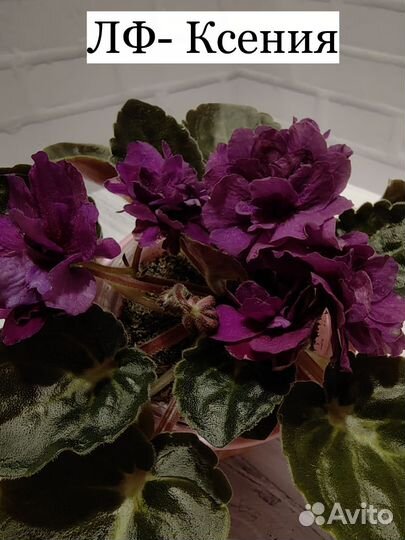 Детки фиалочек