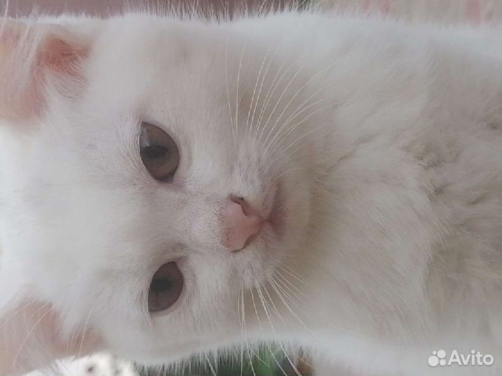 Кошка в дар бесплатно