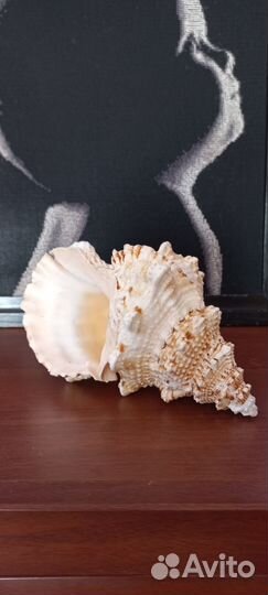 Ракушки с Крыма