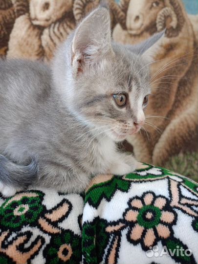 Кошка в дар
