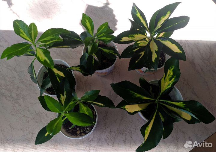 Комнатные растения цветы - Бересклет японский в