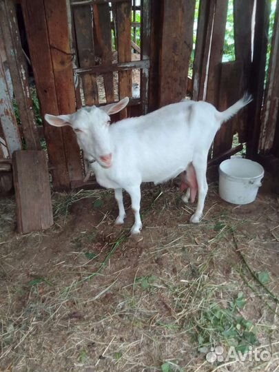 Козы заанинские