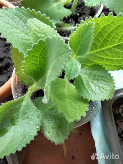 Комнатные растения