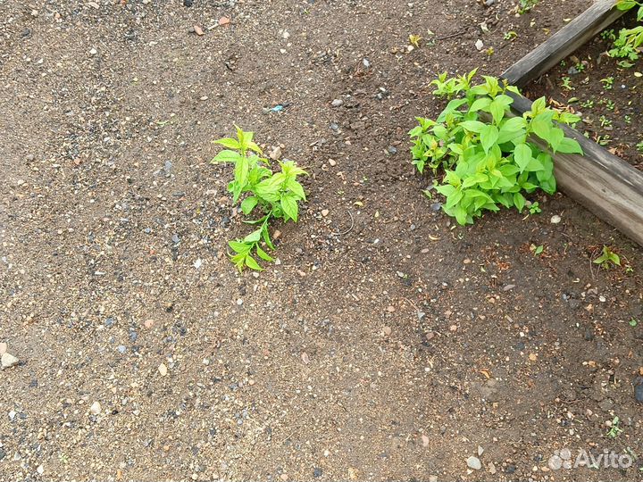 Саженцы сливы, слива бордовая