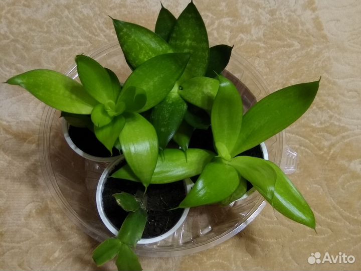 Сансевиерия ханни