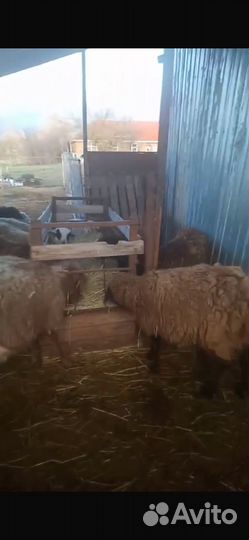 Овцы 22 шт