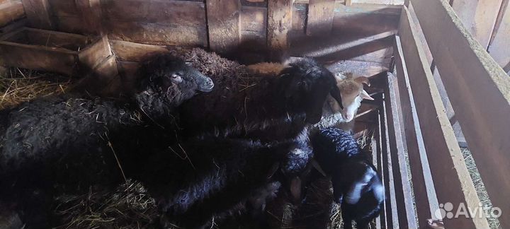 Овцы бараны