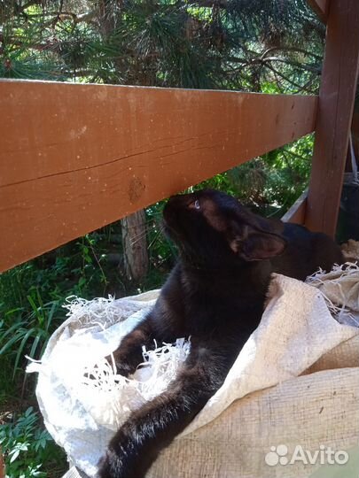 Котик черный