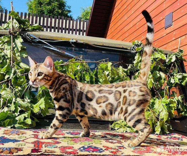 Бенгальский кот
