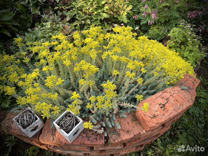 Очиток голубой, красный, зеленый