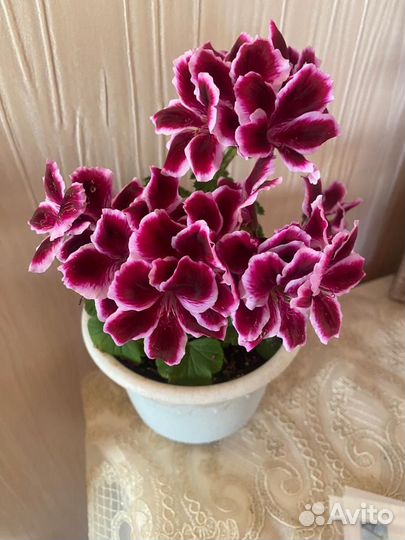 Герань пеларгония детки