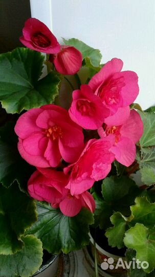 Цветы. герань, примула