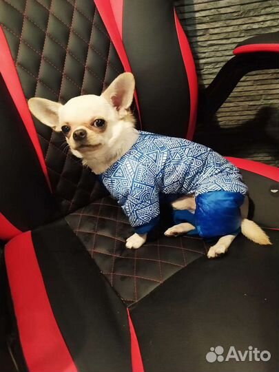 Вязка чихуахуа