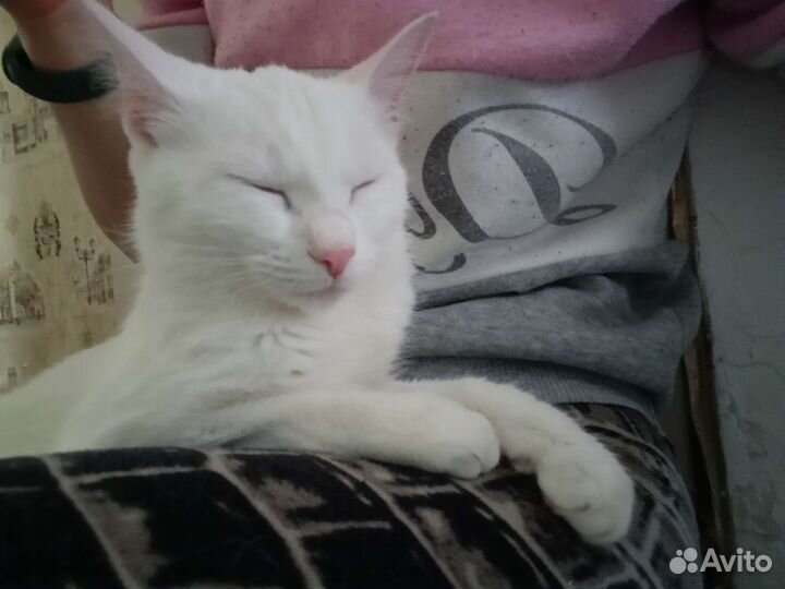 Кошечка белая в добрые руки