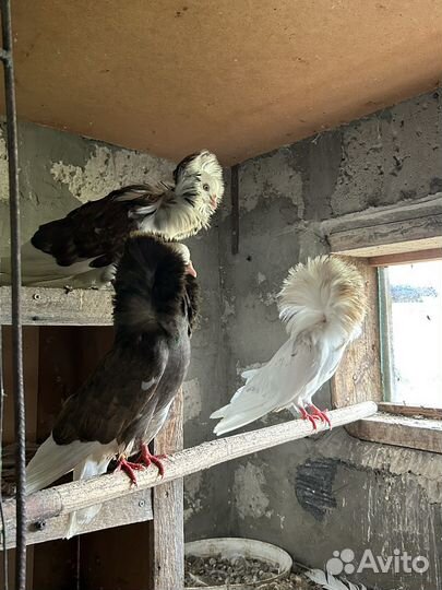 Голуби: павлины, якобинцы, узбеки