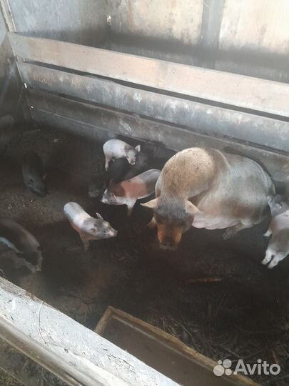 Поросята ветнамские (кармалы)