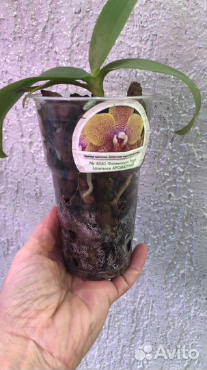 Орхидея Sogo lawrence, ароматная