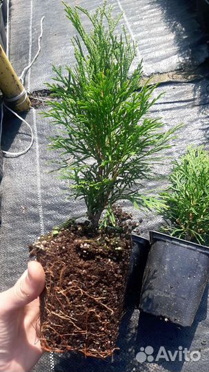 Саженцы смарагд и смарагд голд