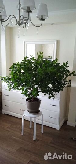 Фикус микрокарпа