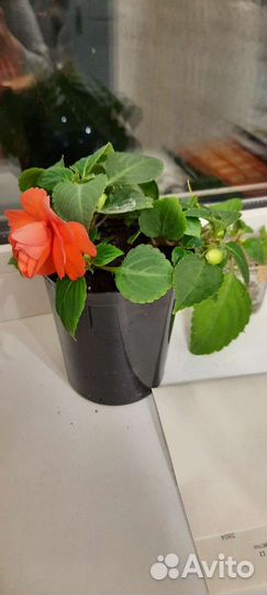 Комнатные цветы