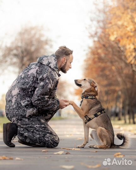 Маленькая собака в добрые руки