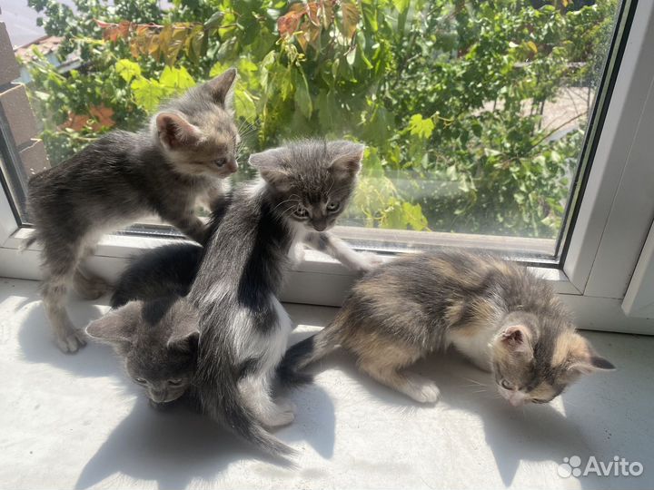 Котята в добрые руки, дымчатую кошечку забрали