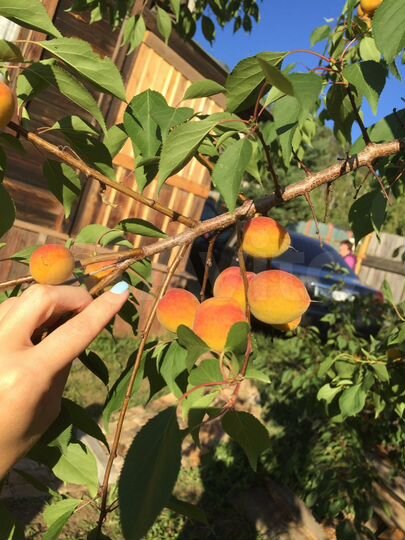 Дом 50 м² на участке 6 сот.