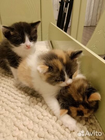 Котята в добрые руки. Бесплатно