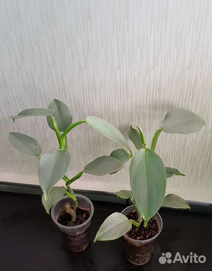 Филодендрон Грэй/ Силвер