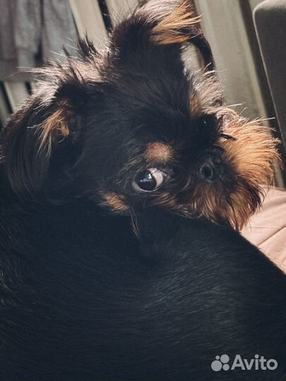 Бельгийский гриффон