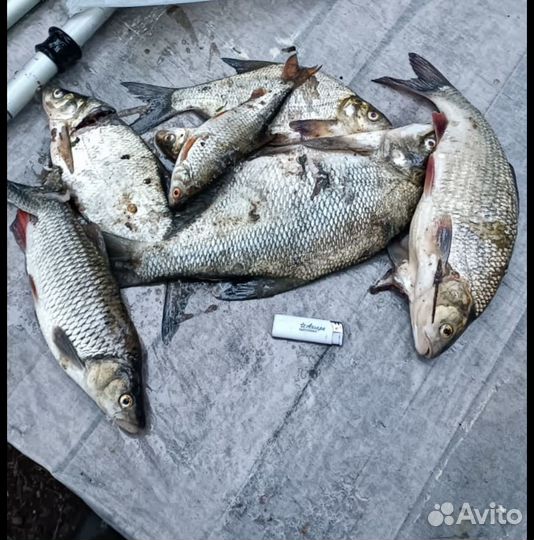 Рыба свежемороженая