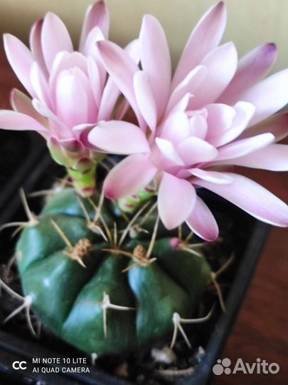 Кактусы цветущие