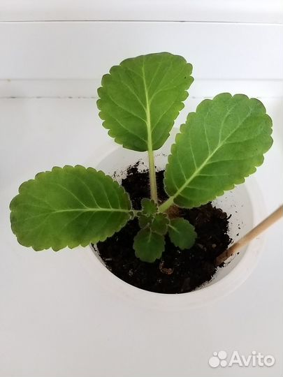 Глоксиния Бело-Фиолетовая