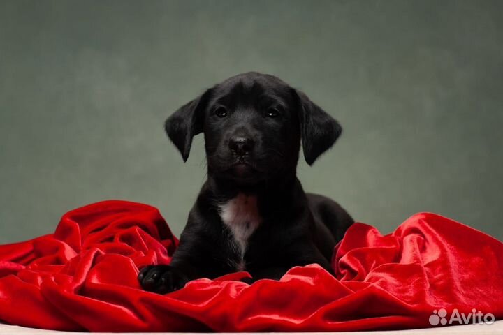 Ксолоитцкуинтли в шерсти собака ксоло щенок