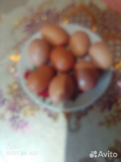 Домашние куриные яйца