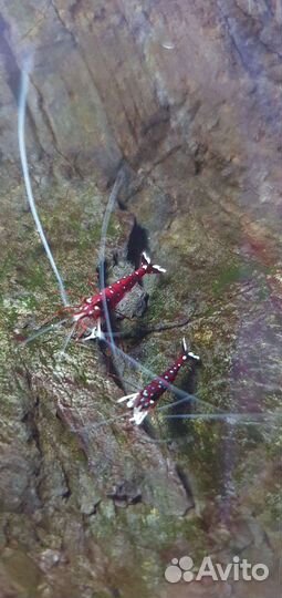 Креветка кардинал (Caridina dennerli)